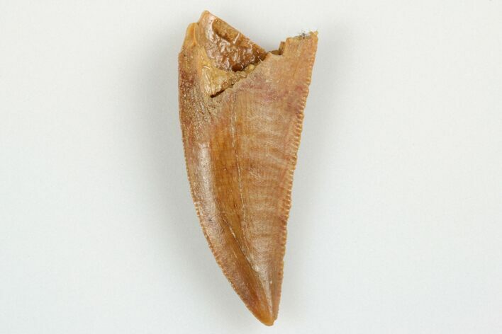 Serrated, Raptor Tooth - Real Dinosaur Tooth #193083